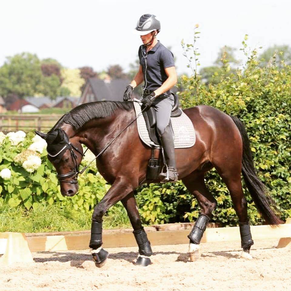 stretching du cheval