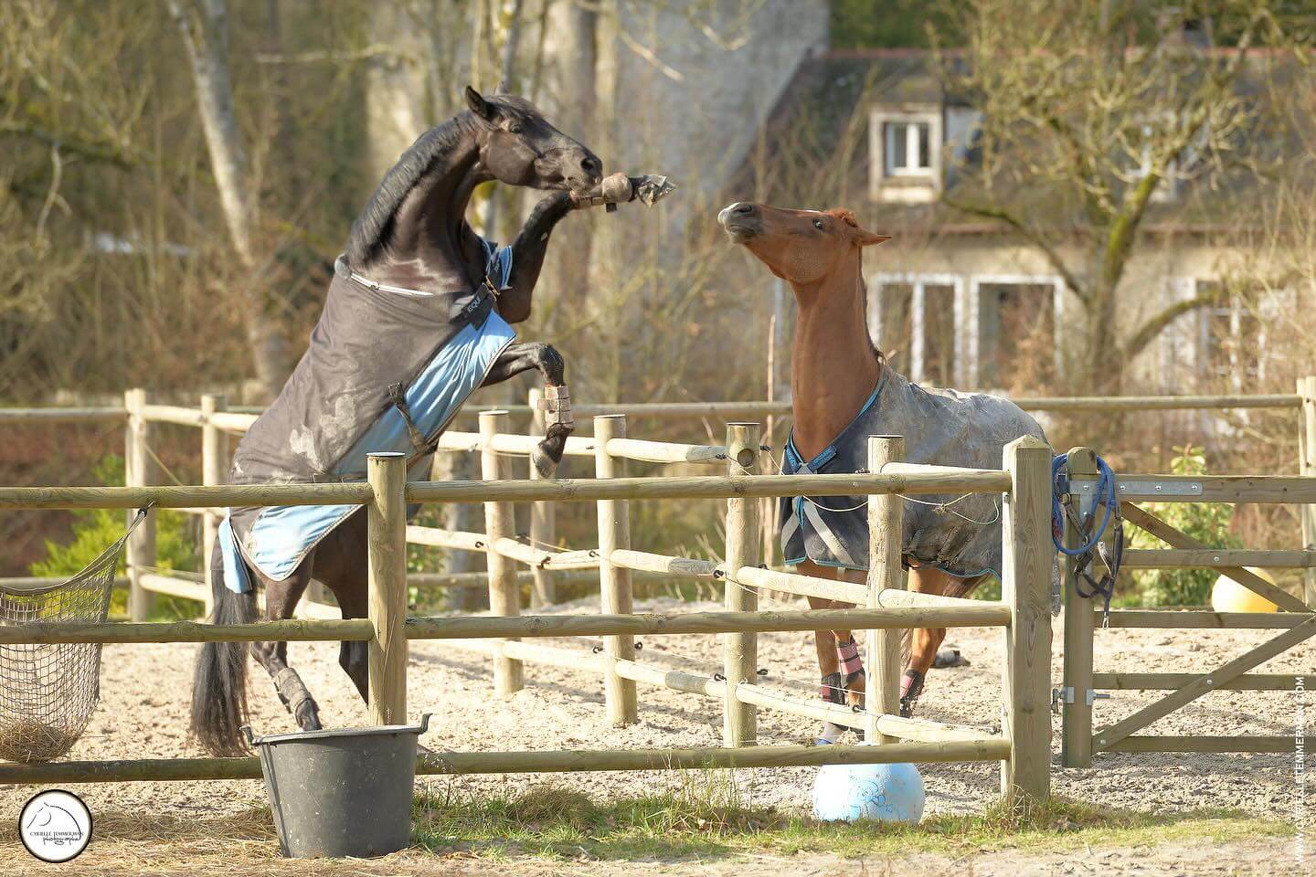 chevaux paddock contact 