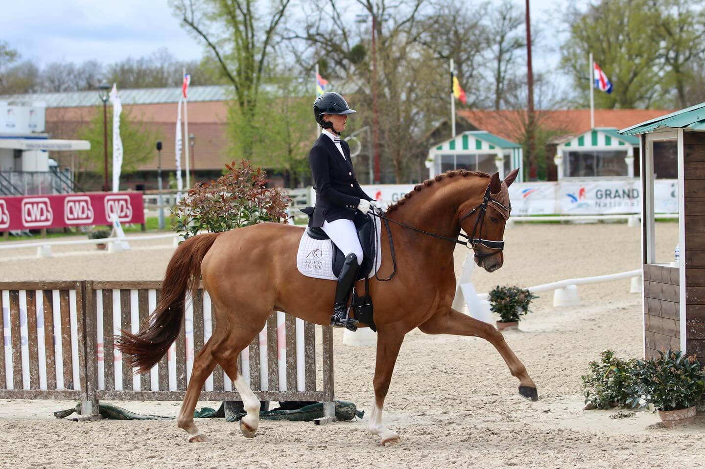 contact mise sur la main dressage