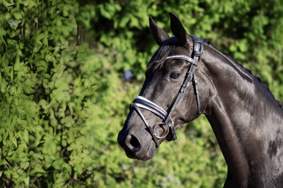 Gelding HANNOVERANER by 