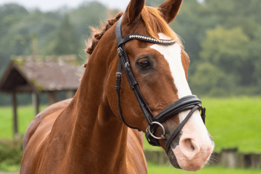 Gelding ZANGERSHEIDE by 