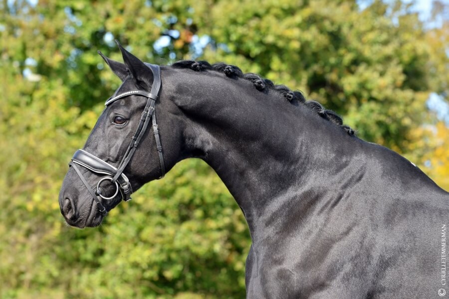 Gelding HANNOVERANER by 