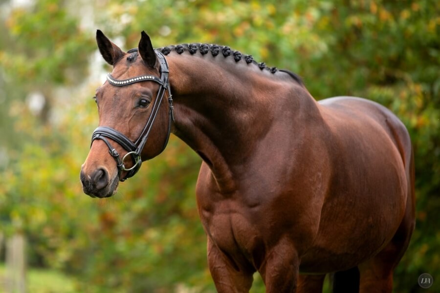 Gelding HANNOVERANER by 