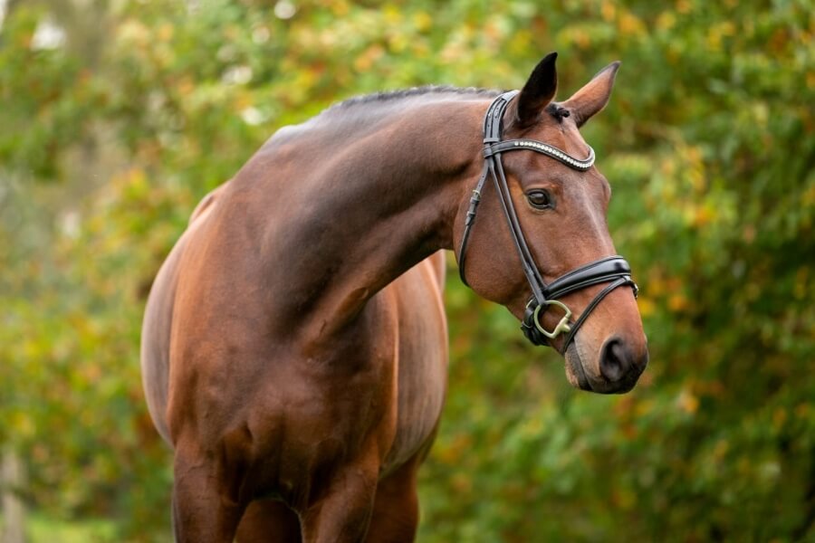 Gelding HANNOVERANER by 