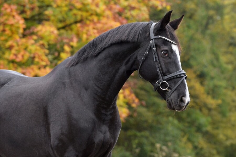 Hongre CHEVAL DE SPORT BELGE Par 