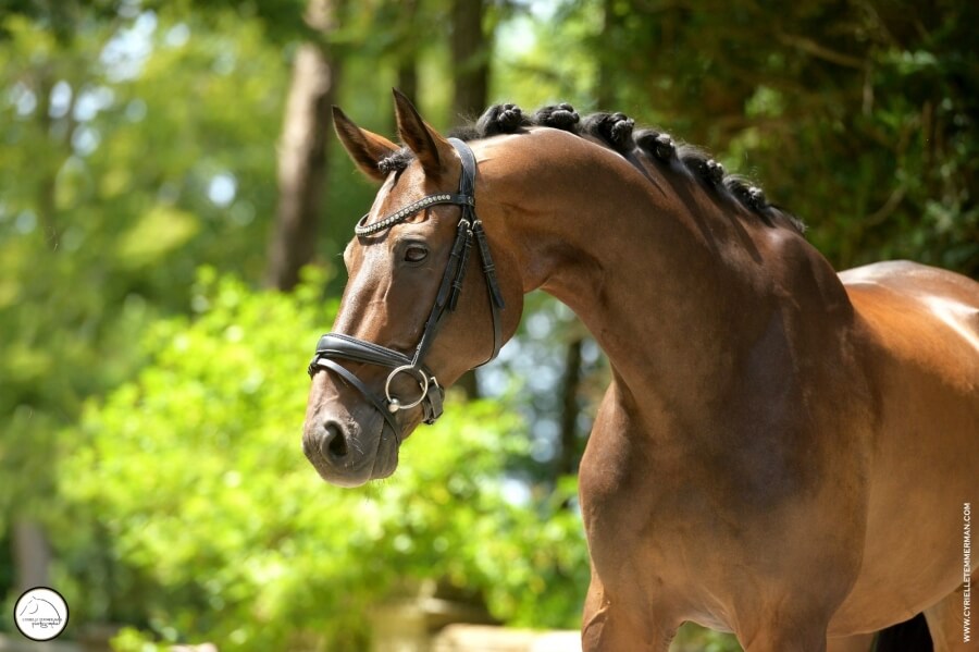 Gelding DANISH WARMBLOOD by 