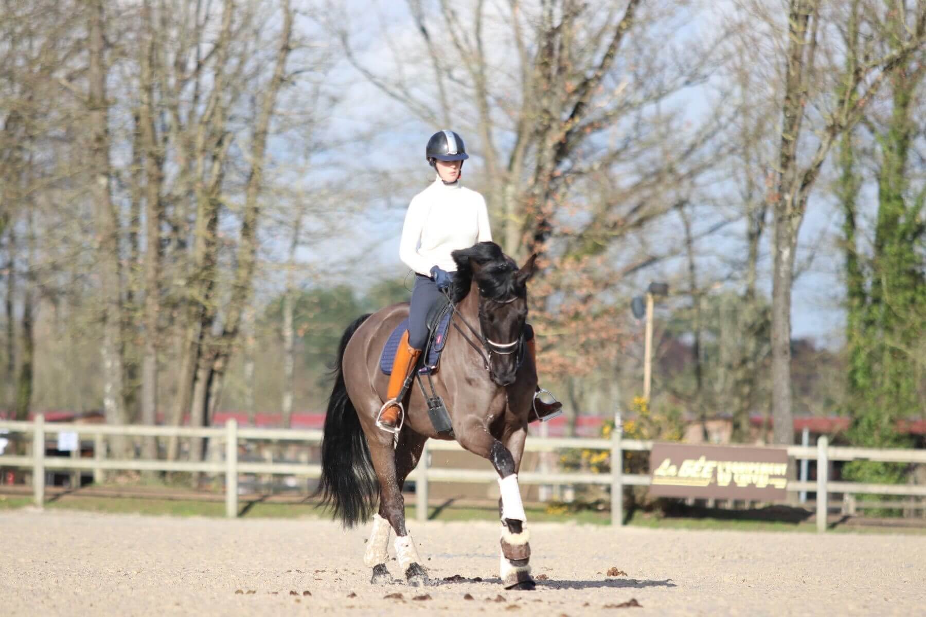 Transitions galop/trot sur le cercle - Dressage