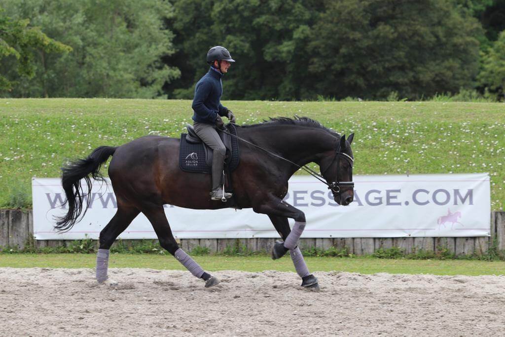 Transitions galop/trot sur le cercle - Dressage