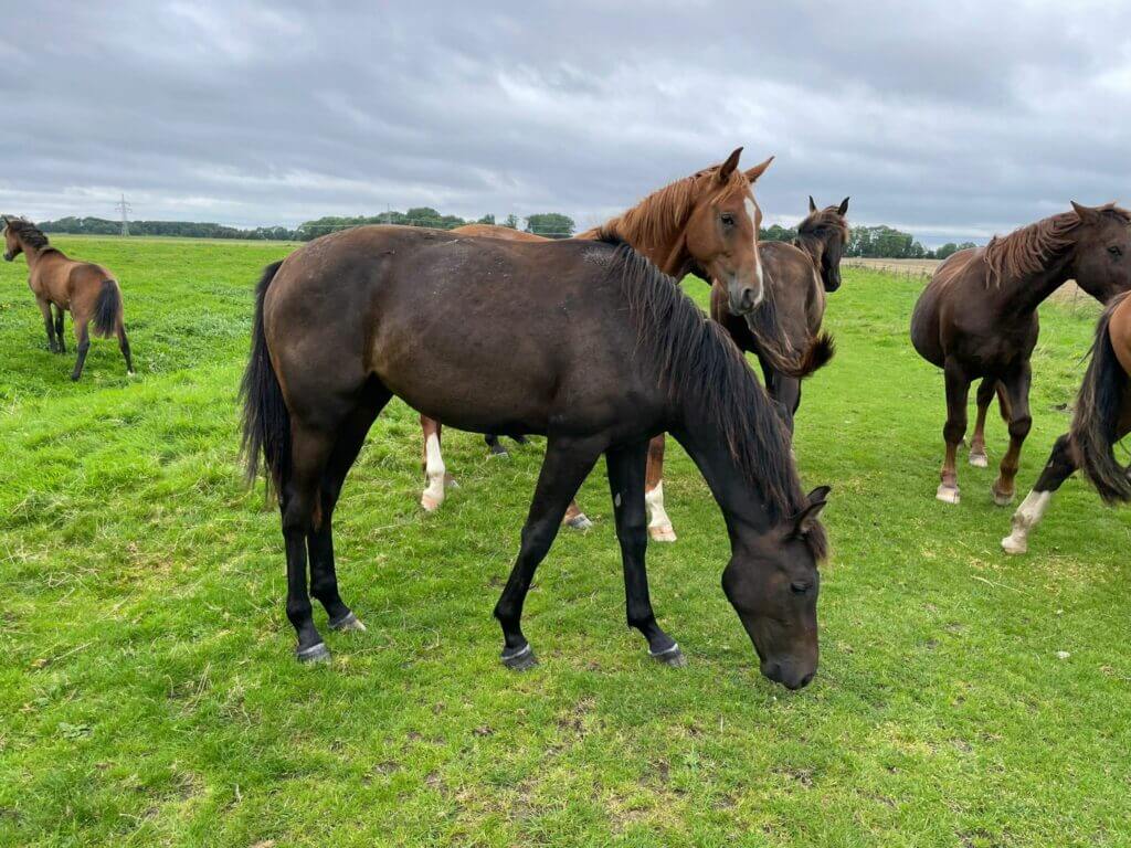 Mâle 2020 Lord Europe x Florencio x Sir Donnerhall