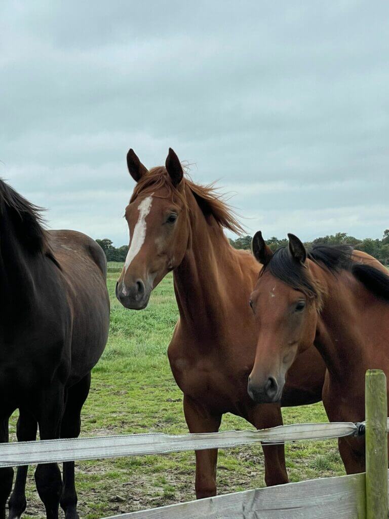 Jument 2020 Floris Prince x Dancier x Grenadier